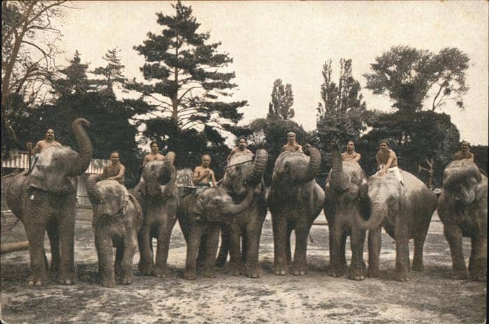 Elefant Indienschau – Ansichtskarte