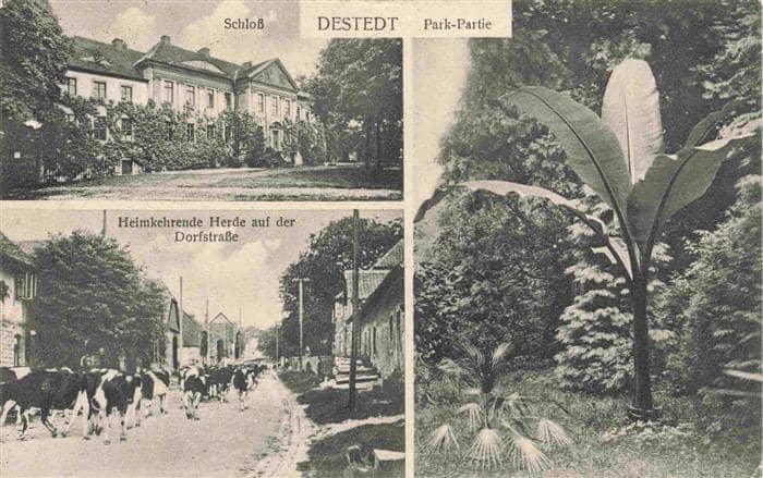 Destedt Cremlingen Niedersachsen Schloss Park Viehherde auf dem Heimweg Dorfstra – Ansichtskarte Cremlingen