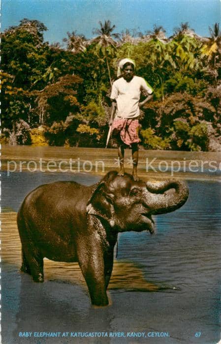 Elefant Katugastota River Kandy Ceylon – Ansichtskarte