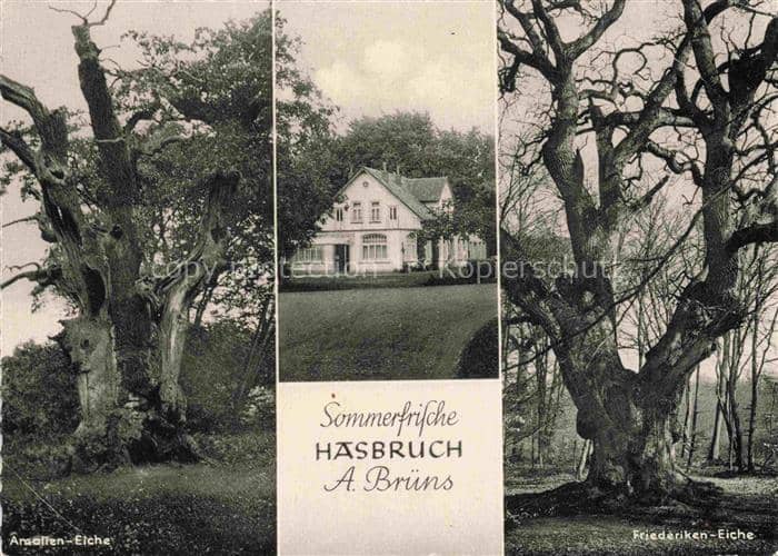 Hasbruch Hude Oldenburg Niedersachsen Sommerfrische Hasbruch Azaleen Eiche Fried – Ansichtskarte Hude (Oldenburg)