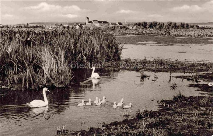 Buchau  Federsee Bad Hoeckerschwaene Federsee Schilf Kueken Stift-Buchau Teich L – Ansichtskarte Bad Buchau