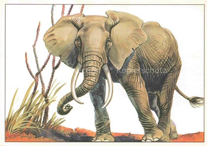 Elefant Afrikanischer Stepenelefant – Ansichtskarte