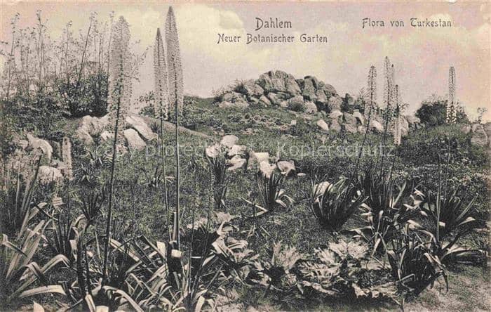 Dahlem  STEGLITZ-ZEHLENDORF BERLIN Botanischer-Garten Flora-von-Turkestan Eremur – Ansichtskarte Berlin