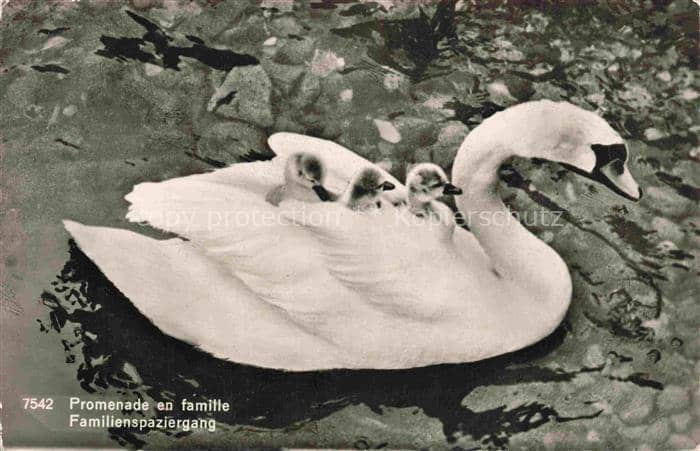 VoeGEL Birds Oiseaux Uccelli Pajaros-- Schwamm Familienspaziergang – Ansichtskarte