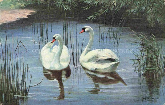 VoeGEL Birds Oiseaux Uccelli Pajaros-- Schwamm Teich – Ansichtskarte