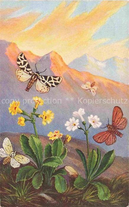 Pflanzen Primula arctois Primel Bastarde Schmetterling Litho – Ansichtskarte
