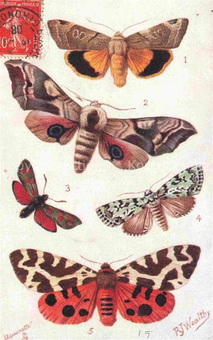 Verlag TUCK Raphael et Fils Nr. 9262 Schmetterlinge Aquarette – Ansichtskarte