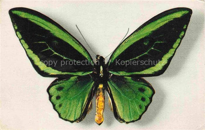 Schmetterlinge Butterflies-- Ornithoptera Aruana Aru Islande – Ansichtskarte
