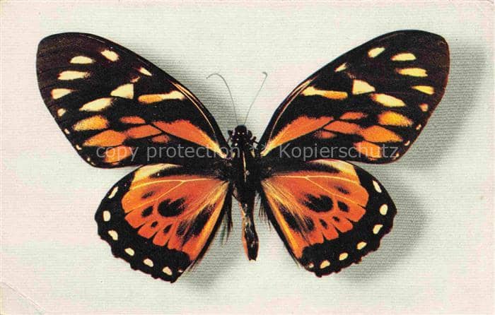 Schmetterlinge Butterflies-- Papilio Zagreus Bresil – Ansichtskarte