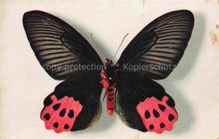 Schmetterlinge Butterflies-- Papilio Horishanus Formose – Ansichtskarte