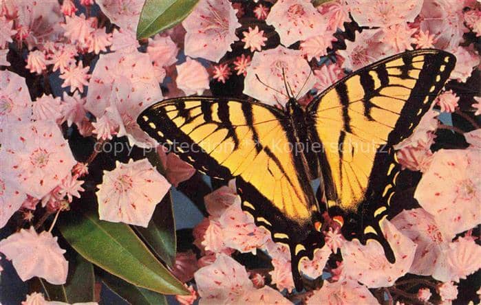 Schmetterlinge Butterflies-- North Turner Maine – Ansichtskarte