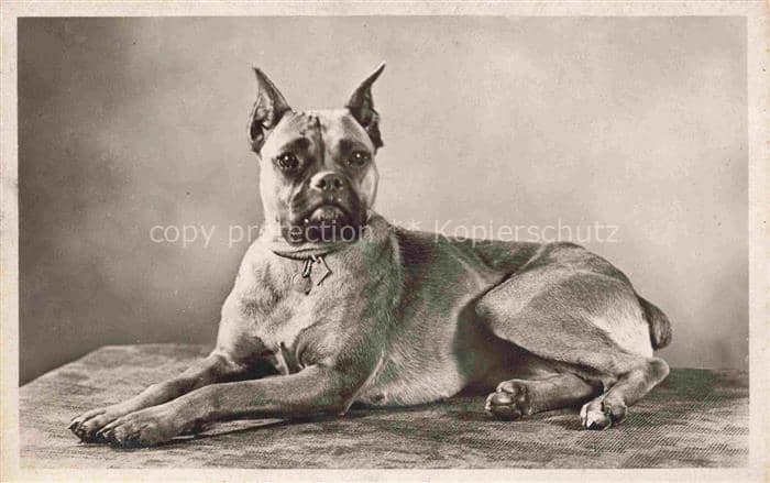 Foto Amag Nr. 37 Hund – Ansichtskarte