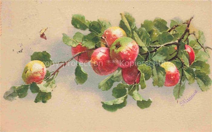 Obst Fruit Frutta Fruta-- Apfel – Ansichtskarte