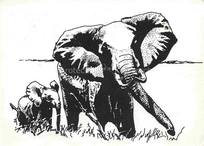 Elefant Schatenbild Tasnzania J. Kagaruki – Ansichtskarte
