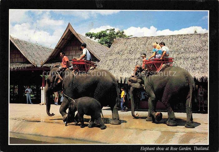 Elefant Thailand Rose Garden – Ansichtskarte