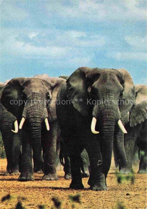 Elefant – Ansichtskarte