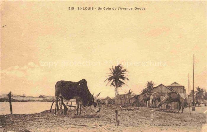 St Louis  Senegal Un coin de l'Avenue Doods – Ansichtskarte