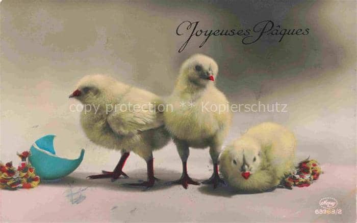 Foto Amag Nr. 63963/2 Ostern Easter Paques Pasqua Kueken Ei Schweiz – Ansichtskarte