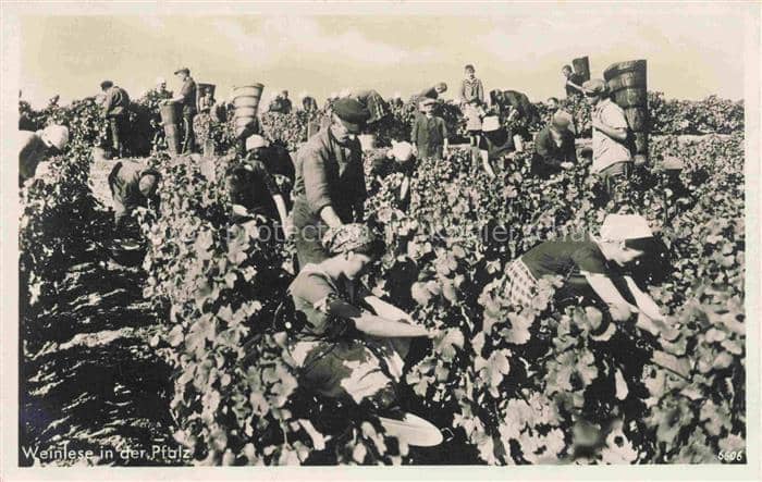 Wein Wine Vin Vino-- Pfalz – Ansichtskarte