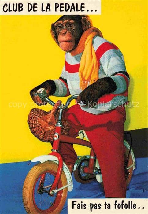 Affen Monkeys Singes Monos Scimmie-- Fahrrad Chimpanzee – Ansichtskarte