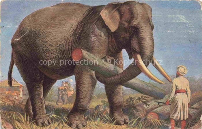 Elefant Holr T.S.N. Nr. 724 – Ansichtskarte