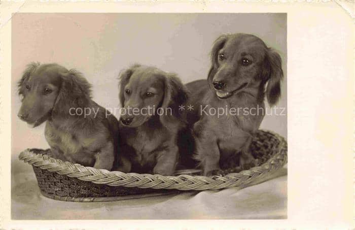 Foto Amag Nr. 69417 Dackel – Ansichtskarte
