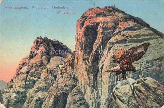 Adler Eagle Aigle Aguila-- Berchtengarden Watzmann Hocheck Mittelspitze – Ansichtskarte
