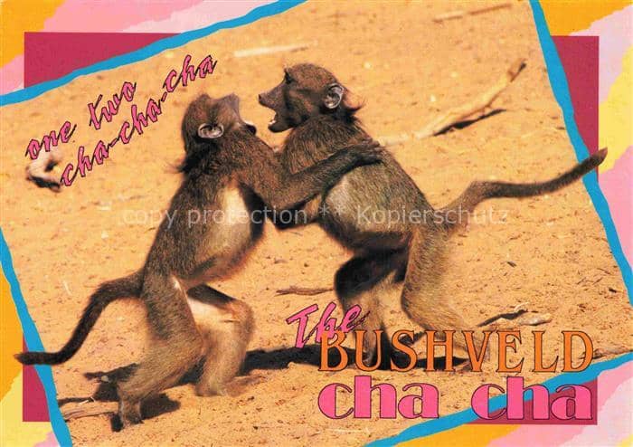 Affen Monkeys Singes Monos Scimmie-- Chacma Baboons Bushveld – Ansichtskarte
