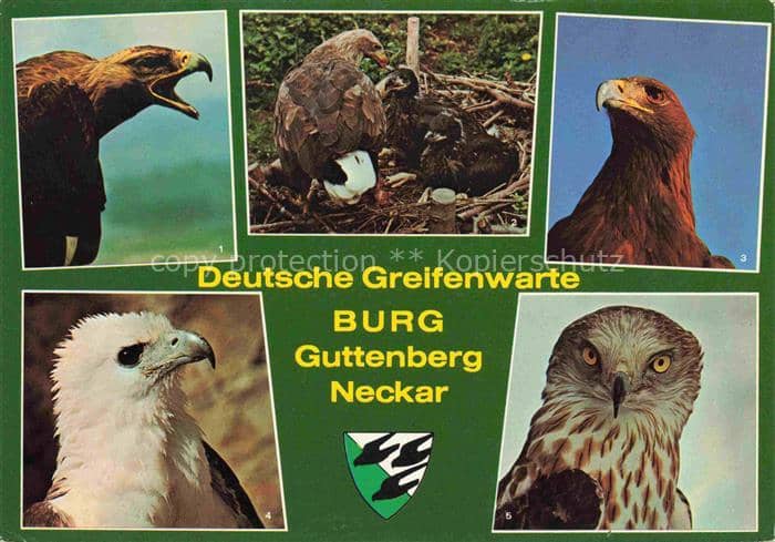 Adler Eagle Aigle Aguila-- Deutsche Greifenwarte Burg Guttenberg Claus Fentzloff – Ansichtskarte