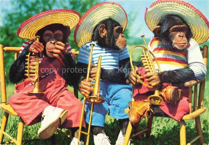 Affen Monkeys Singes Monos Scimmie-- Trompete Hut – Ansichtskarte