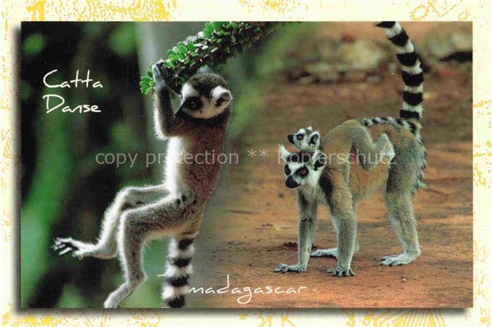 Affen Monkeys Singes Monos Scimmie-- Madagascar – Ansichtskarte