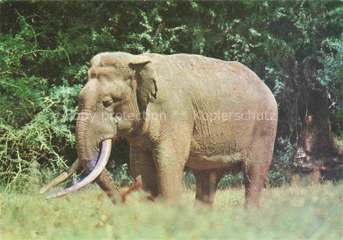 Elefant Sri Lanka – Ansichtskarte