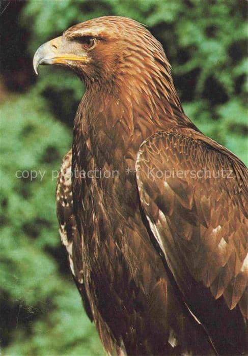 Adler Eagle Aigle Aguila-- Steinadler – Ansichtskarte