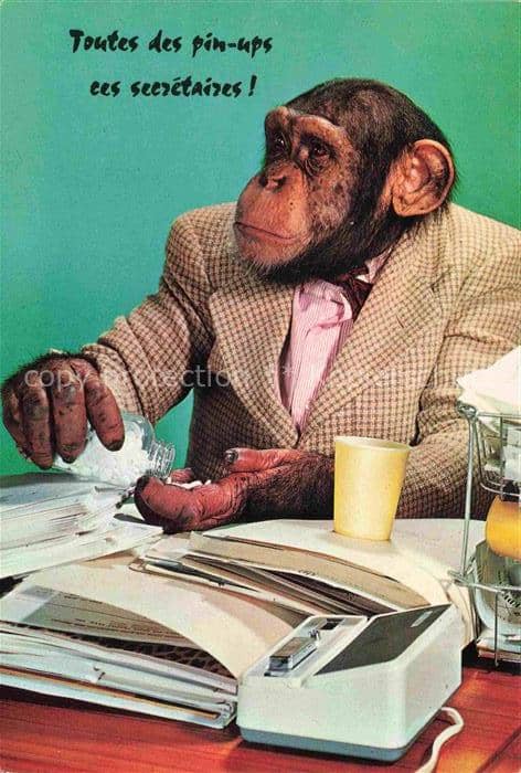 Affen Monkeys Singes Monos Scimmie-- Buero – Ansichtskarte