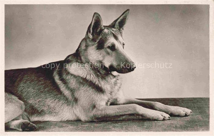 Foto Amag Nr. 37 Schaeferhund – Ansichtskarte