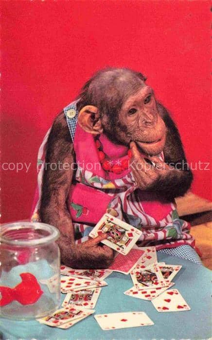 Affen Monkeys Singes Monos Scimmie-- Kartenspiel – Ansichtskarte