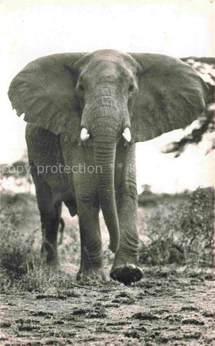 Elefant Faune Africaine – Ansichtskarte
