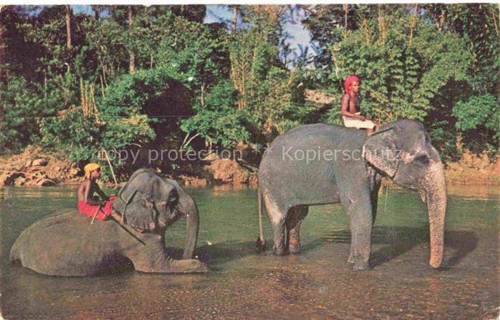 Elefant Kandy Colombo – Ansichtskarte