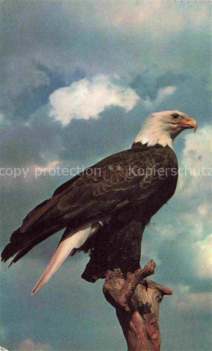 Adler Eagle Aigle Aguila-- Forest Lake Minnesota – Ansichtskarte