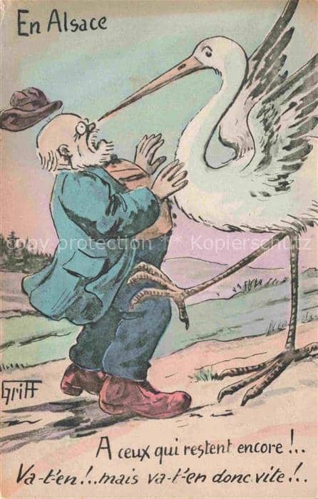 Storch Stork Cigogne Ciguena-- En Alsace – Ansichtskarte