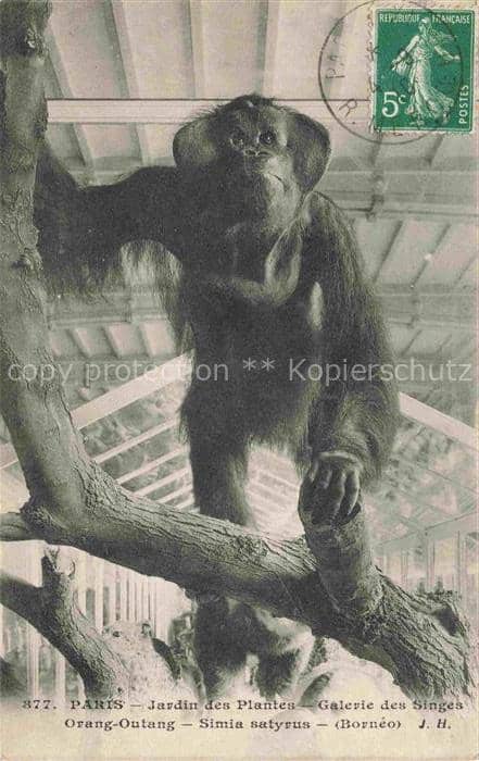 Affen Monkeys Singes Monos Scimmie-- Paris Jardin des Plantes Orang Outang – Ansichtskarte