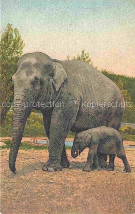 Elefant – Ansichtskarte