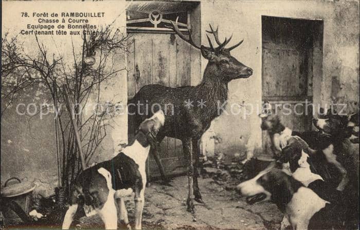 Hirsch Hunde Foret de Rambouillet Chasse a Cou – Ansichtskarte