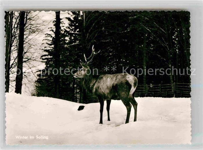 Hirsch Winter im Solling – Ansichtskarte