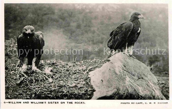 Adler Eagle Aigle Aguila William and Sister on the Rocks – Ansichtskarte