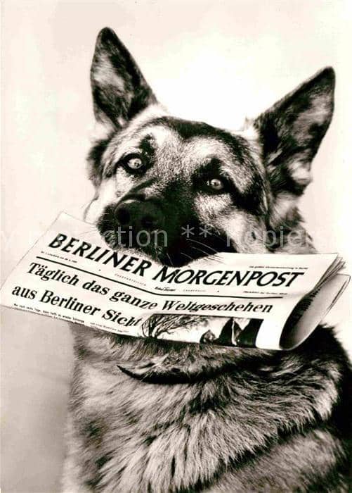 Schaeferhunde Zeitung Berliner Morgenpost – Ansichtskarte