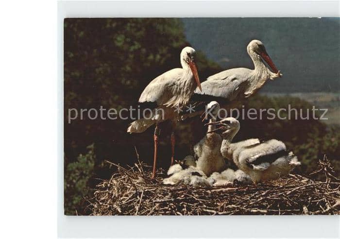 Storch Altreu Schweizerische Vogelwarte Sempach – Ansichtskarte