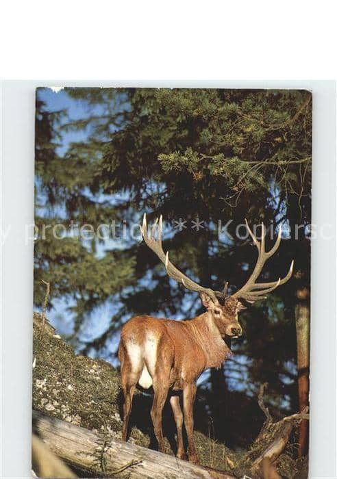 Hirsch Rothirsch Cerf Stag Cervus elaphus – Ansichtskarte