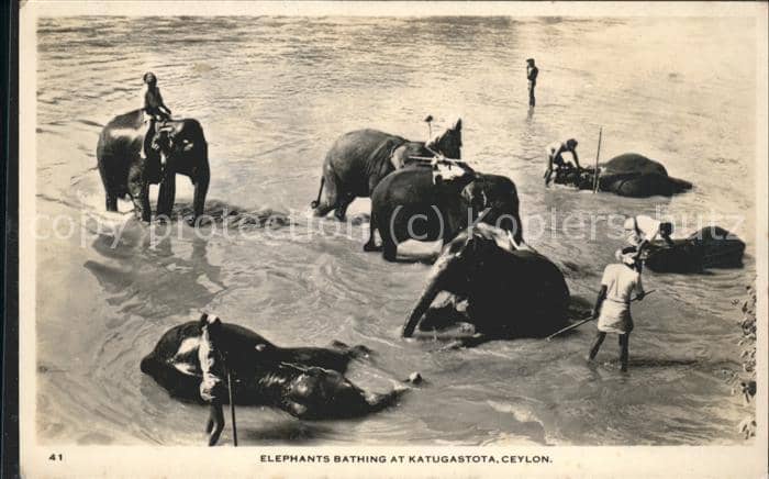 Elefant – Ansichtskarte