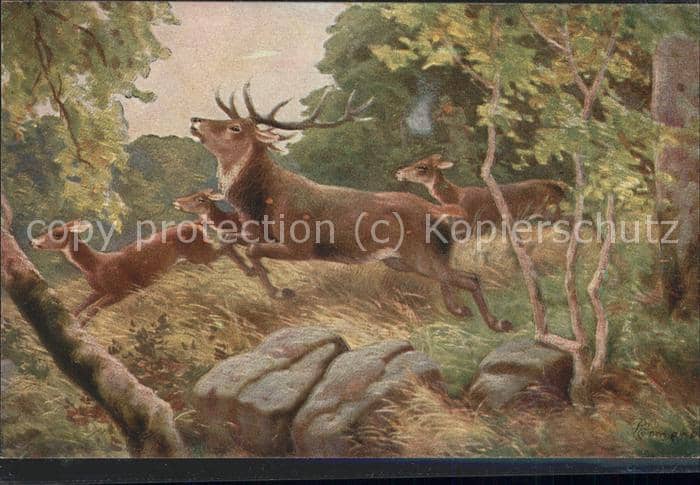 Hirsch Hirschgruppe Wald – Ansichtskarte